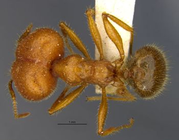 Media type: image;   Entomology 22804 Aspect: habitus dorsal view